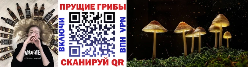 хочу kraken сайт Галлюциногенные грибы Psilocybine cubensis Чекалин